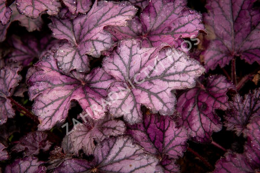 Dlužicha 'Beauty Leaves Stan' - Heuchera hybrida 'Beauty Leaves Stan'