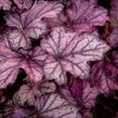 Dlužicha 'Beauty Leaves Stan' - Heuchera hybrida 'Beauty Leaves Stan'