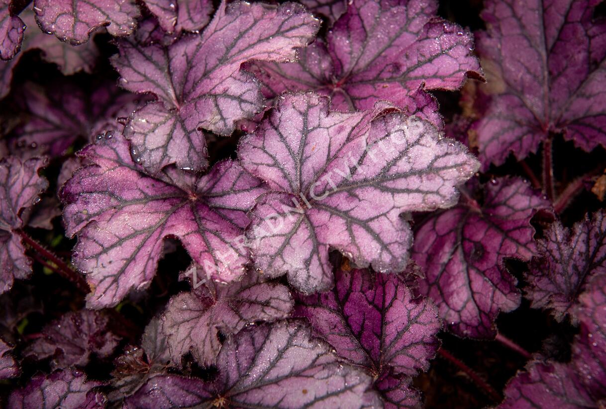 Dlužicha 'Beauty Leaves Stan' - Heuchera hybrida 'Beauty Leaves Stan'