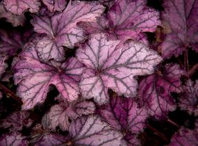 Dlužicha 'Beauty Leaves Stan' - Heuchera hybrida 'Beauty Leaves Stan'