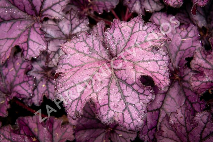 Dlužicha 'Beauty Leaves Stan' - Heuchera hybrida 'Beauty Leaves Stan'