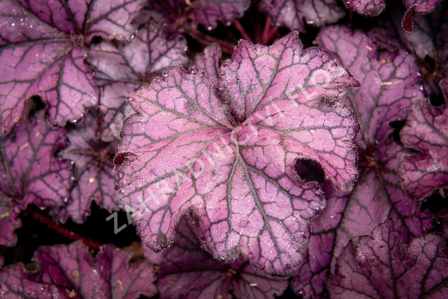 Dlužicha 'Beauty Leaves Stan' - Heuchera hybrida 'Beauty Leaves Stan'