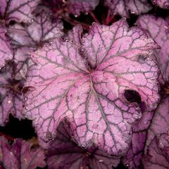 Dlužicha 'Beauty Leaves Stan' - Heuchera hybrida 'Beauty Leaves Stan'