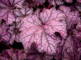 Dlužicha 'Beauty Leaves Stan' - Heuchera hybrida 'Beauty Leaves Stan'