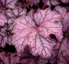 Dlužicha 'Beauty Leaves Stan' - Heuchera hybrida 'Beauty Leaves Stan'