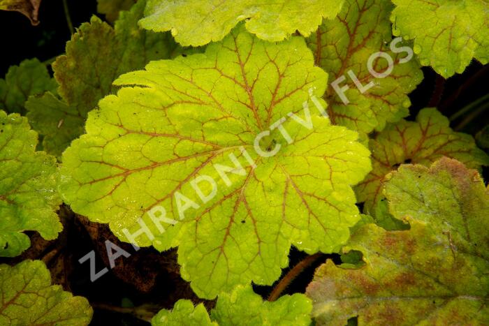 Dlužicha 'Beauty Leaves Maud' - Heuchera hybrida 'Beauty Leaves Maud'