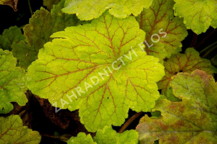 Dlužicha 'Beauty Leaves Maud' - Heuchera hybrida 'Beauty Leaves Maud'