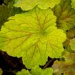 Dlužicha 'Beauty Leaves Maud' - Heuchera hybrida 'Beauty Leaves Maud'