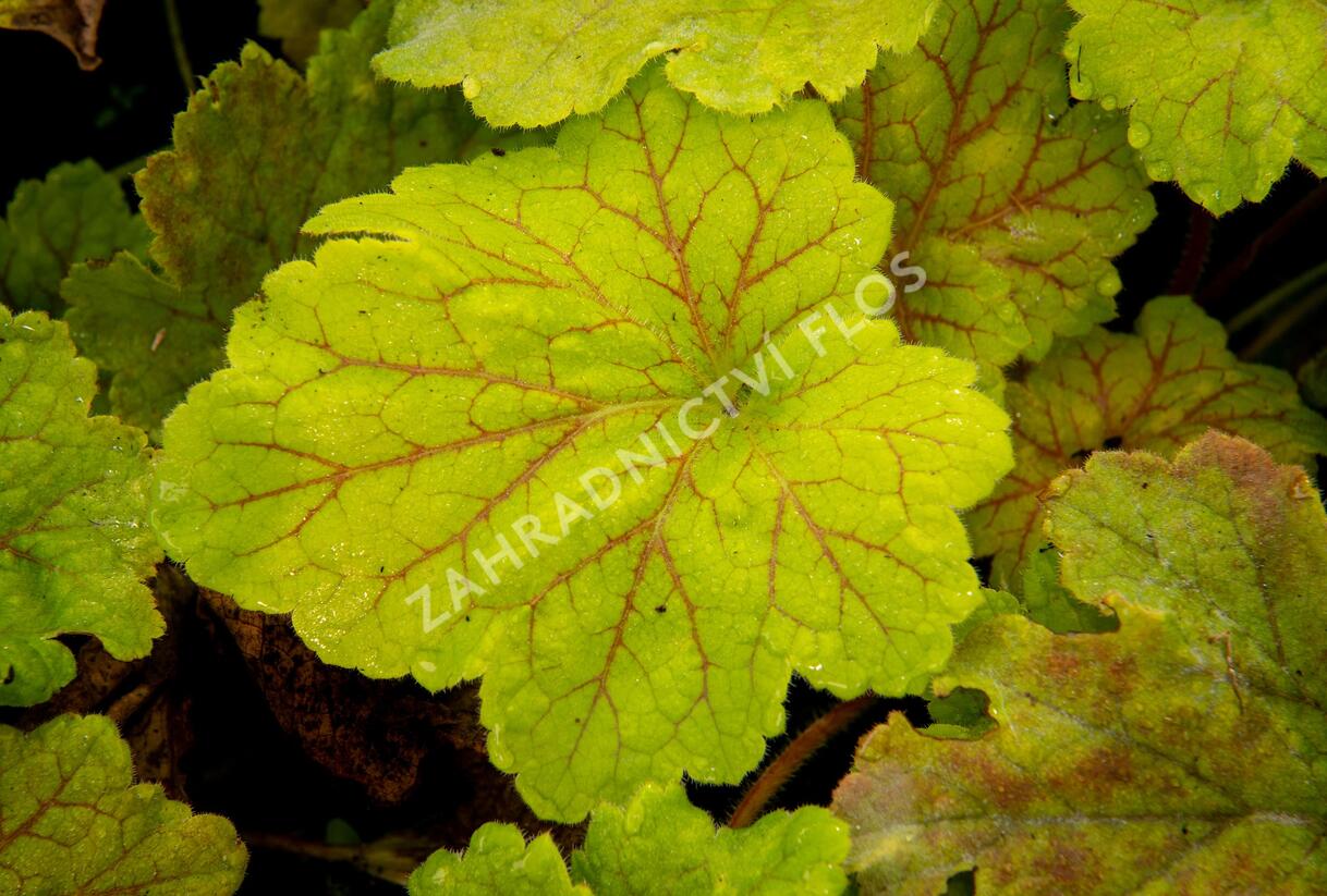 Dlužicha 'Beauty Leaves Maud' - Heuchera hybrida 'Beauty Leaves Maud'