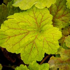 Dlužicha 'Beauty Leaves Maud' - Heuchera hybrida 'Beauty Leaves Maud'