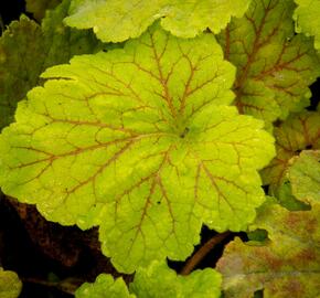 Dlužicha 'Beauty Leaves Maud' - Heuchera hybrida 'Beauty Leaves Maud'