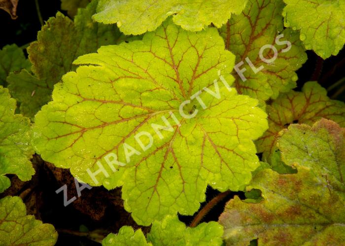 Dlužicha 'Beauty Leaves Maud' - Heuchera hybrida 'Beauty Leaves Maud'