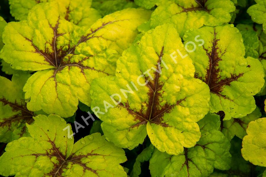 Dlužicha 'Beauty Leaves Zoe' - Heuchera hybrida 'Beauty Leaves Zoe'