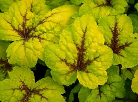 Dlužicha 'Beauty Leaves Zoe' - Heuchera hybrida 'Beauty Leaves Zoe'