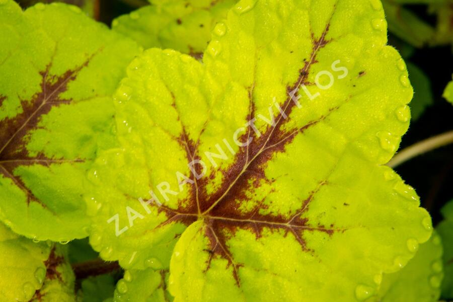Dlužicha 'Beauty Leaves Zoe' - Heuchera hybrida 'Beauty Leaves Zoe'