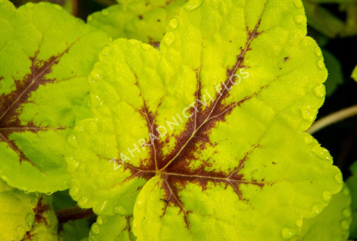 Dlužicha 'Beauty Leaves Zoe' - Heuchera hybrida 'Beauty Leaves Zoe'