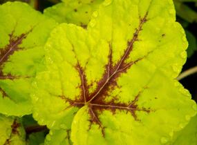 Dlužicha 'Beauty Leaves Zoe' - Heuchera hybrida 'Beauty Leaves Zoe'