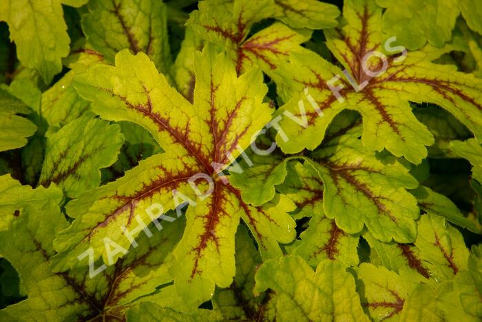 Dlužicha 'Beauty Leaves Zoe' - Heuchera hybrida 'Beauty Leaves Zoe'
