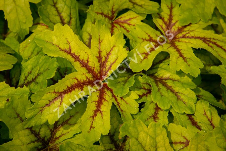 Dlužicha 'Beauty Leaves Zoe' - Heuchera hybrida 'Beauty Leaves Zoe'