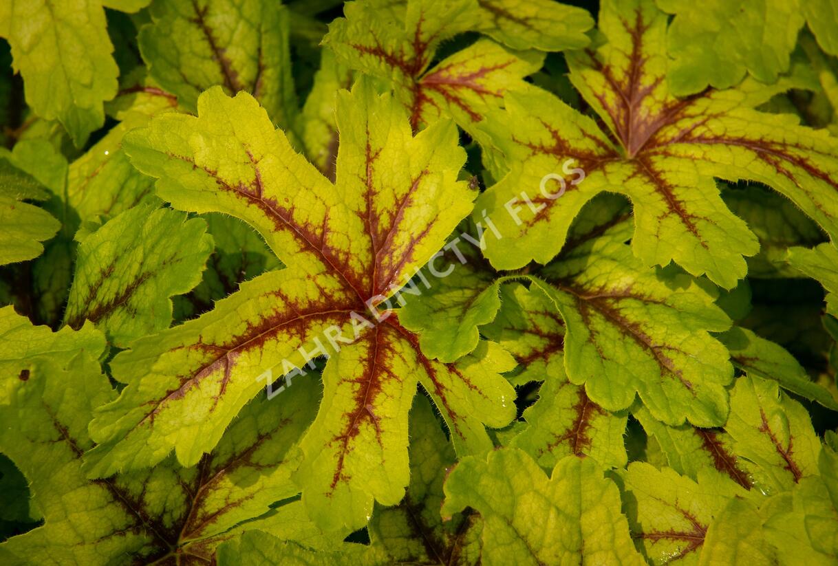 Dlužicha 'Beauty Leaves Zoe' - Heuchera hybrida 'Beauty Leaves Zoe'