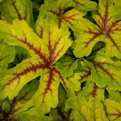 Dlužicha 'Beauty Leaves Zoe' - Heuchera hybrida 'Beauty Leaves Zoe'