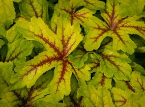 Dlužicha 'Beauty Leaves Zoe' - Heuchera hybrida 'Beauty Leaves Zoe'