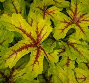 Dlužicha 'Beauty Leaves Zoe' - Heuchera hybrida 'Beauty Leaves Zoe'