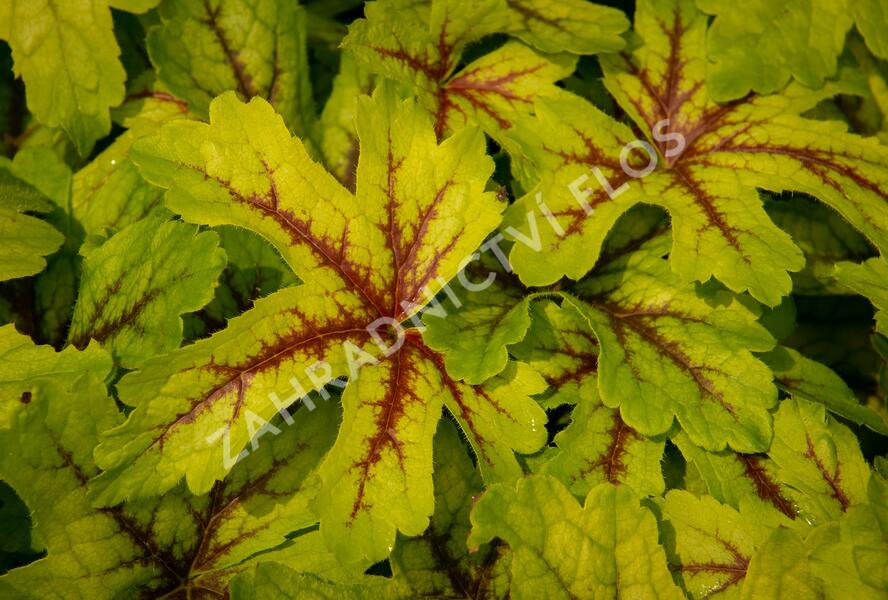Dlužicha 'Beauty Leaves Zoe' - Heuchera hybrida 'Beauty Leaves Zoe'