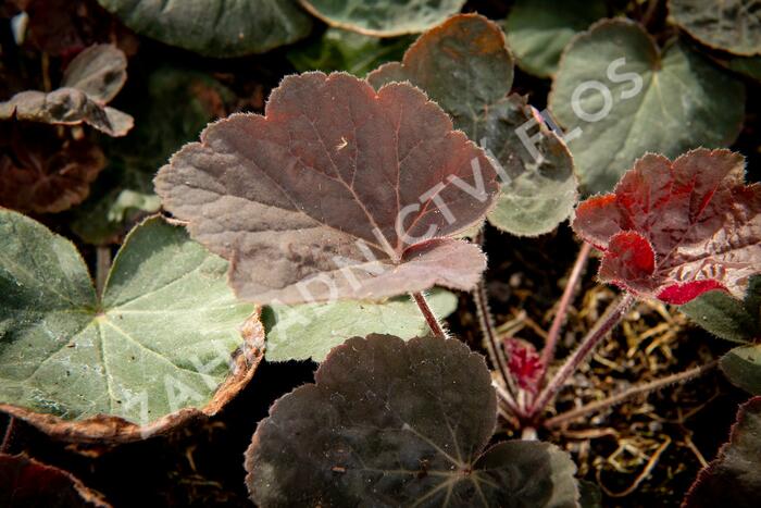 Dlužicha 'Magnum' - Heuchera villosa 'Magnum'