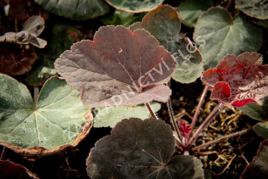 Dlužicha 'Magnum' - Heuchera villosa 'Magnum'