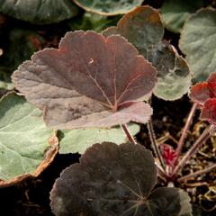 Dlužicha 'Magnum' - Heuchera villosa 'Magnum'