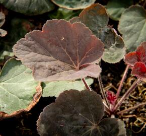 Dlužicha 'Magnum' - Heuchera villosa 'Magnum'