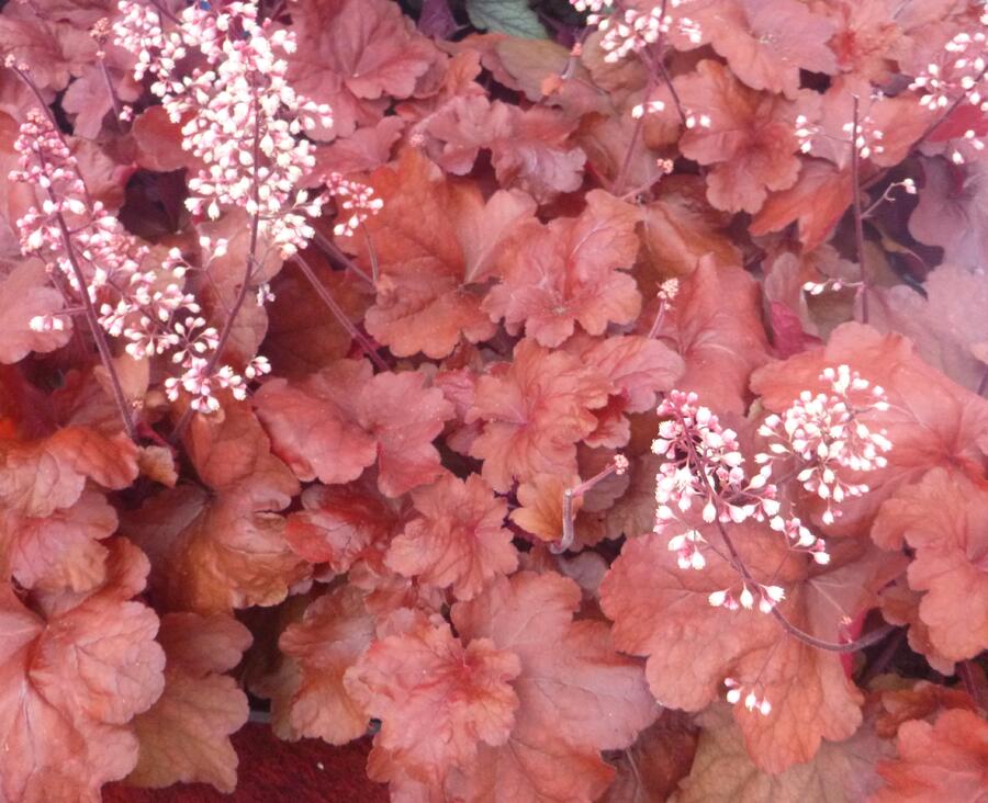 Dlužicha 'Fire Alarm' - Heuchera hybrida 'Fire Alarm'