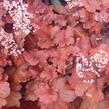 Dlužicha 'Fire Alarm' - Heuchera hybrida 'Fire Alarm'