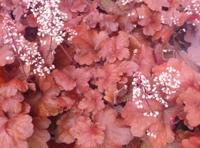 Dlužicha 'Fire Alarm' - Heuchera hybrida 'Fire Alarm'