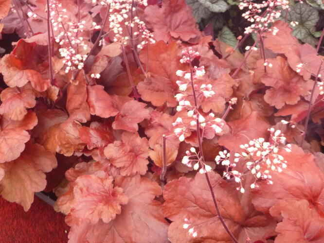 Dlužicha 'Fire Alarm' - Heuchera hybrida 'Fire Alarm'