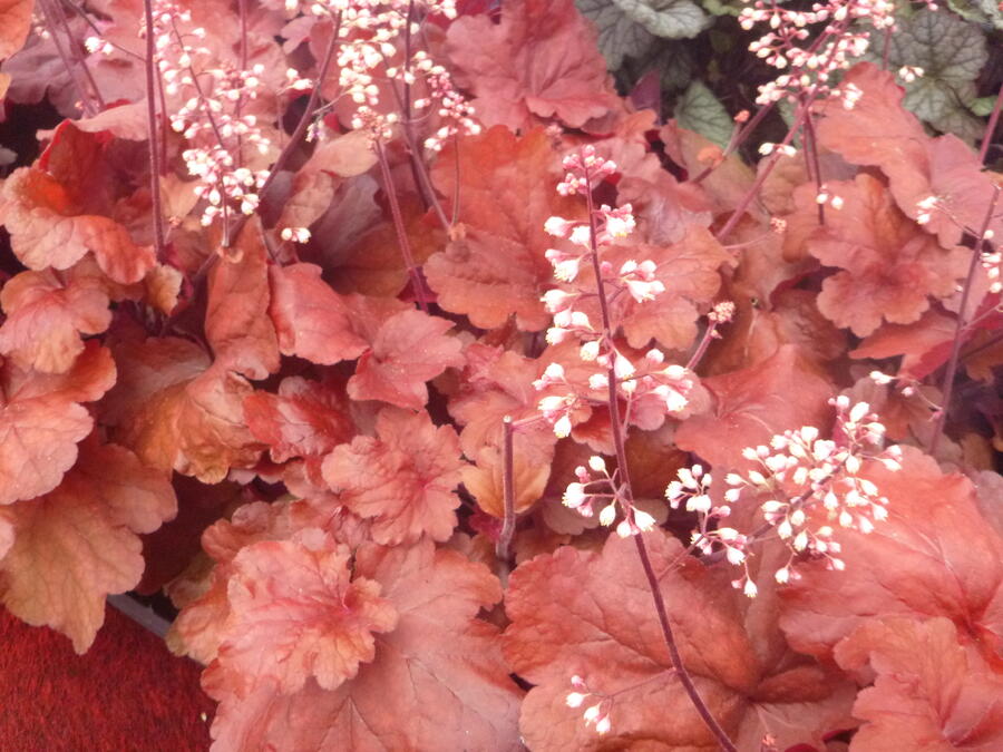 Dlužicha 'Fire Alarm' - Heuchera hybrida 'Fire Alarm'