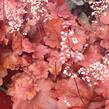 Dlužicha 'Fire Alarm' - Heuchera hybrida 'Fire Alarm'