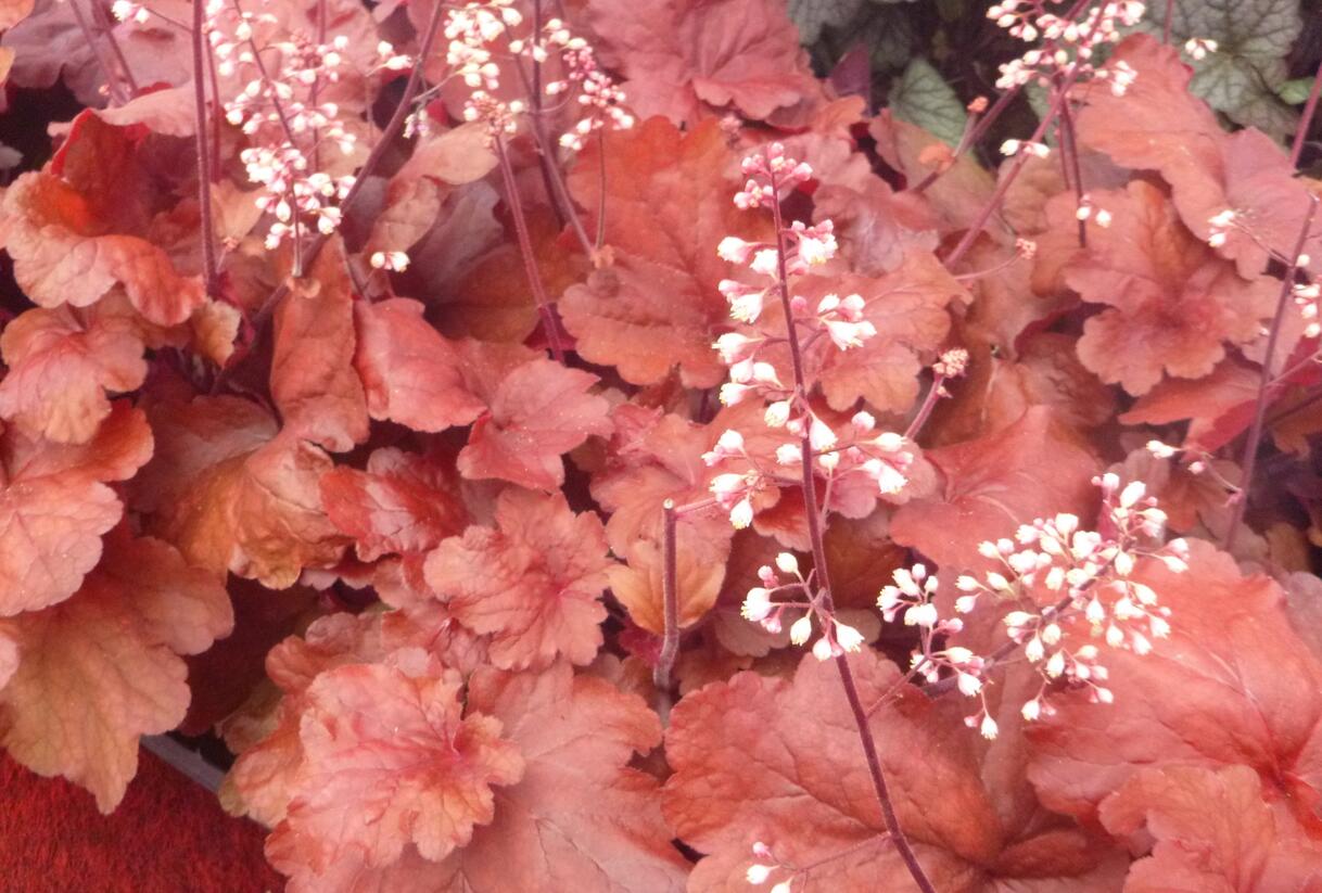 Dlužicha 'Fire Alarm' - Heuchera hybrida 'Fire Alarm'