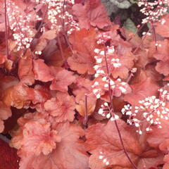 Dlužicha 'Fire Alarm' - Heuchera hybrida 'Fire Alarm'