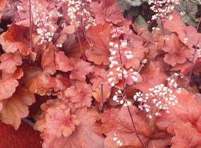 Dlužicha 'Fire Alarm' - Heuchera hybrida 'Fire Alarm'