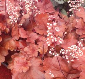 Dlužicha 'Fire Alarm' - Heuchera hybrida 'Fire Alarm'