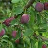 myrobaln - Prunus cerasifera