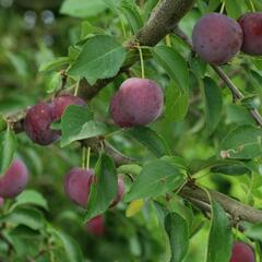 Slivoň myrobalán - Prunus cerasifera