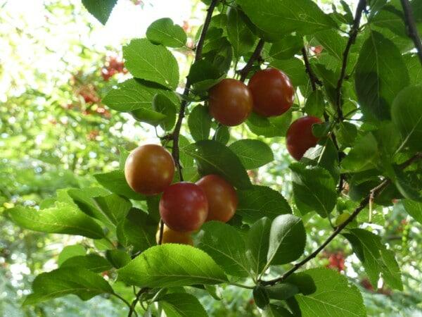 Slivoň myrobalán - Prunus cerasifera