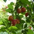 Slivoň myrobalán - Prunus cerasifera