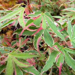 Javor dlanitolistý 'Beni Shichi-henge' - Acer palmatum 'Beni Shichi-henge'