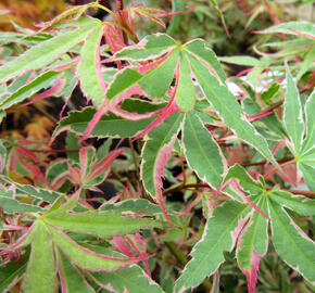 Javor dlanitolistý 'Beni Shichi-henge' - Acer palmatum 'Beni Shichi-henge'