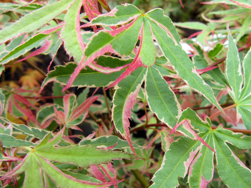 Javor dlanitolistý 'Beni Shichi-henge' - Acer palmatum 'Beni Shichi-henge'