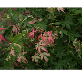 Javor dlanitolistý 'Asahi-zuru' - Acer palmatum 'Asahi-zuru'